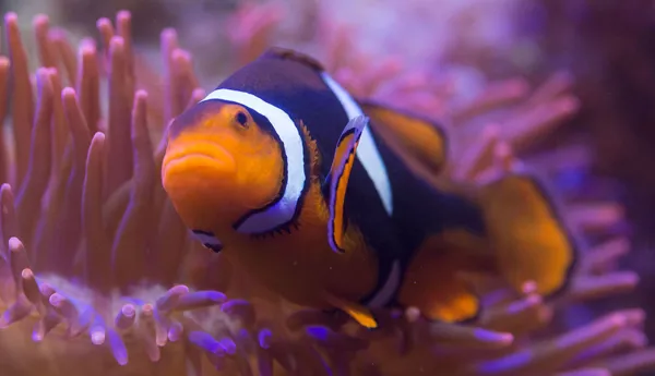 Mosaic SEA LIFE Min